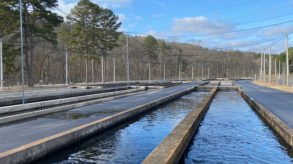 Fish Hatchery